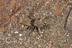 Paradrymadusa galitzini