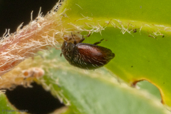 Stictospilus darwini