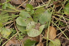 Puccinia vincae