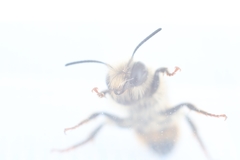 Osmia