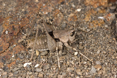 Paradrymadusa galitzini
