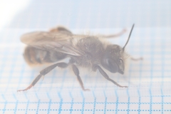 Osmia
