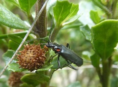 Chauliognathus magellanicus