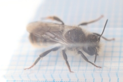 Osmia