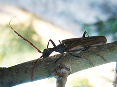 Vesperus fuentei