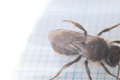 Osmia