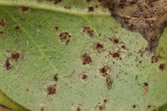 Puccinia vincae