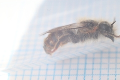 Osmia