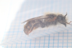 Osmia