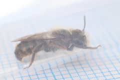 Osmia