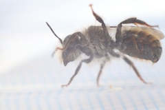 Osmia