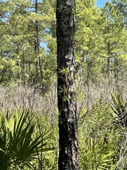 Image of Pinus serotina