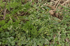 Protomyces macrosporus