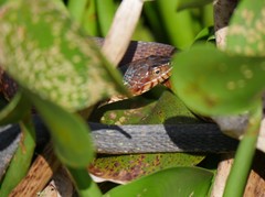 Nerodia fasciata pictiventris image