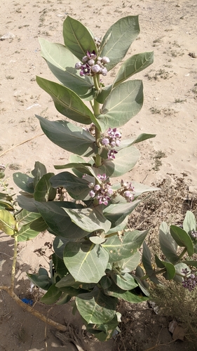 Calotropis image