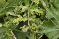 Protomyces macrosporus