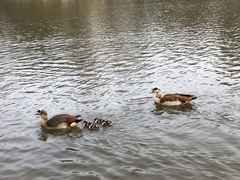 Alopochen aegyptiaca