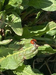 Coccinella septempunctata