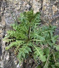 Sisymbrium austriacum