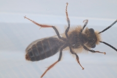 Andrena haemorrhoa