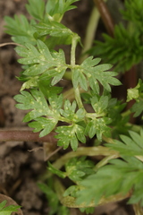 Protomyces macrosporus