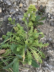 Sisymbrium austriacum