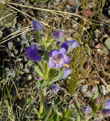 Penstemon eriantherus