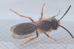 Andrena haemorrhoa