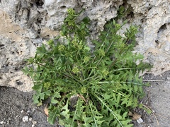 Sisymbrium austriacum