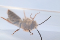 Andrena haemorrhoa