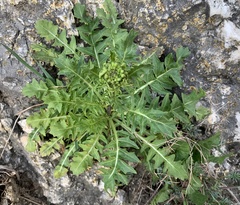 Sisymbrium austriacum