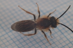 Andrena haemorrhoa