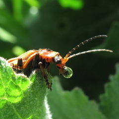 Cantharis coronata