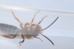 Andrena haemorrhoa