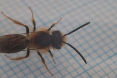 Andrena haemorrhoa