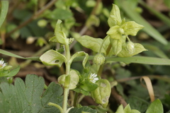 Peronospora alsinearum