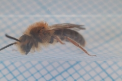 Andrena haemorrhoa