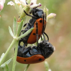 Lachnaia pubescens