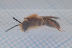 Andrena haemorrhoa