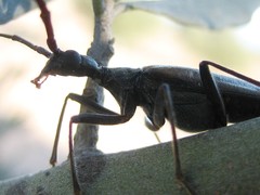 Vesperus fuentei