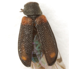 Melyrodes basalis