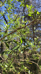 Aloysia gratissima