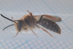 Andrena haemorrhoa