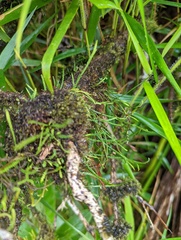 Cochlidium serrulatum