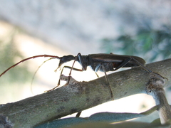 Vesperus fuentei