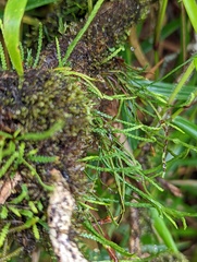 Cochlidium serrulatum