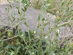 Plagiobothrys arizonicus