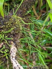 Cochlidium serrulatum