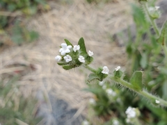 Plagiobothrys arizonicus
