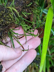 Cochlidium serrulatum